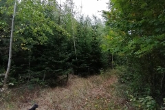 1_Sprzatamy-dla-Polski-1