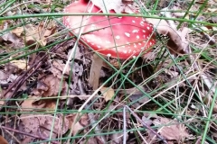 1_Sprzatamy-dla-Polski-4