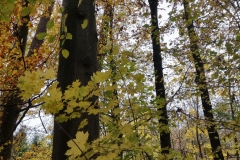 Wycieczka-do-jesiennego-lasu-klasy-3-b-6